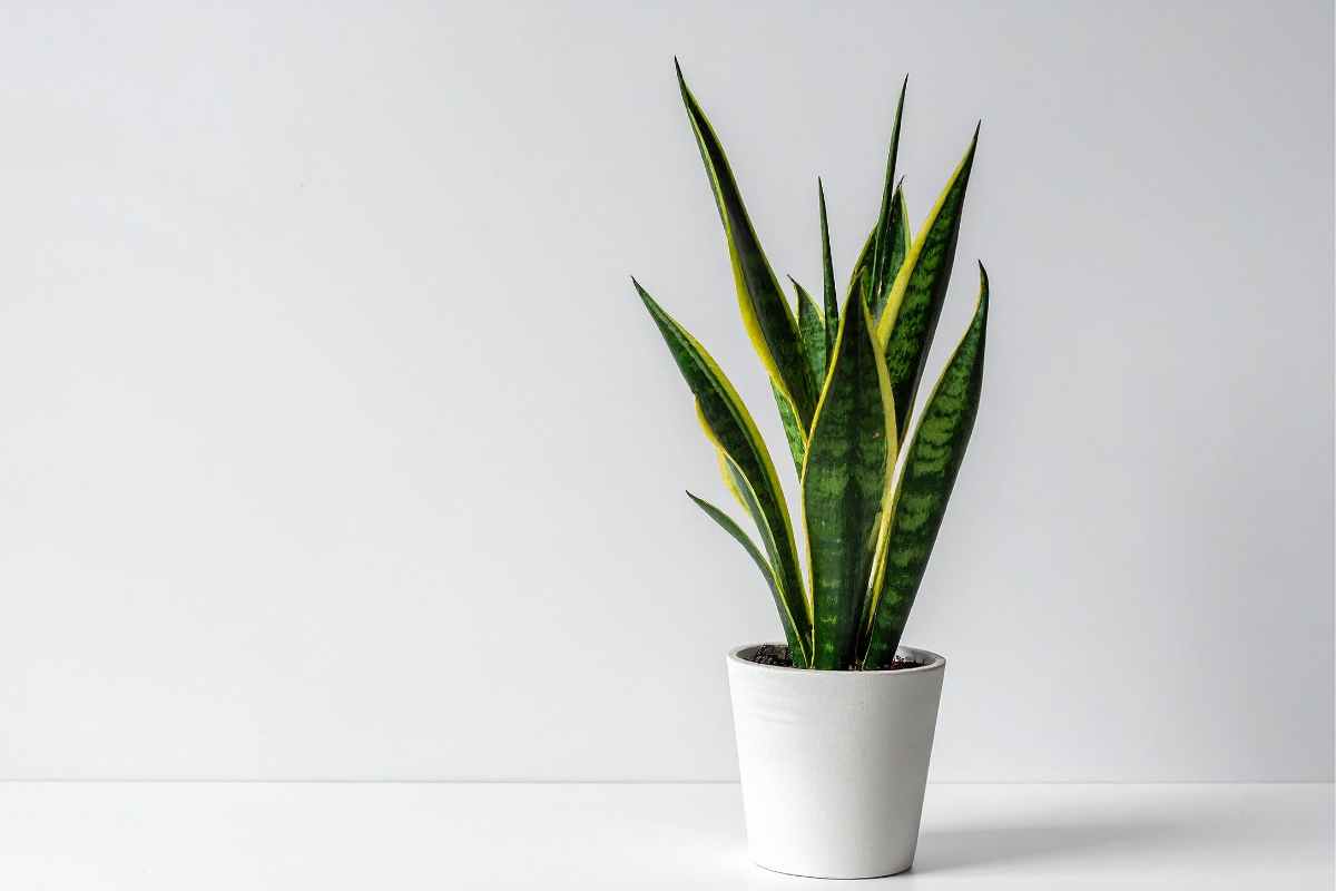 una pianta di Sansevieria