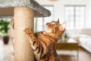 un gatto con gli artigli sul tiragraffi