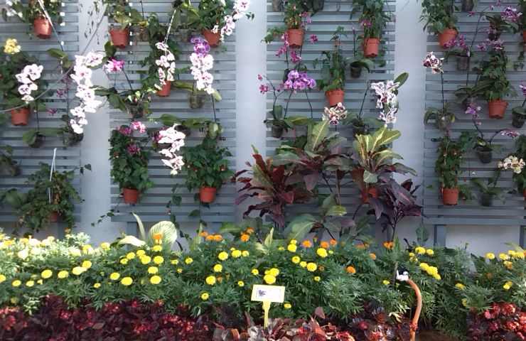 giardino verticale con orchidee