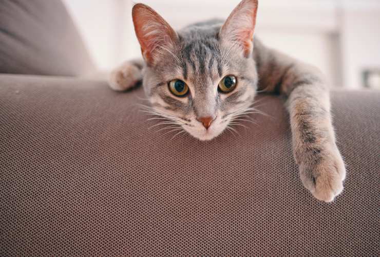 gatto che graffia il divano