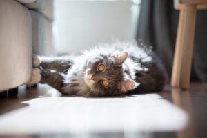 gatto che graffia il divano