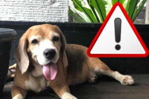 cane e simbolo attenzione