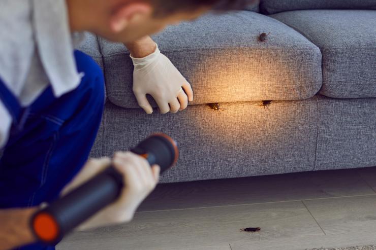 Una persona che cerca con la torcia nel divano e trova tante blatte