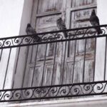 Dei piccioni sul balcone di un appartamento