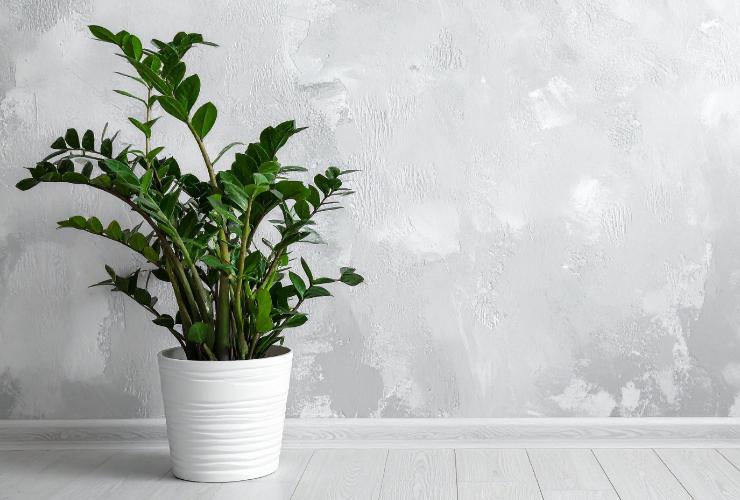 parete grigia con pianta davanti