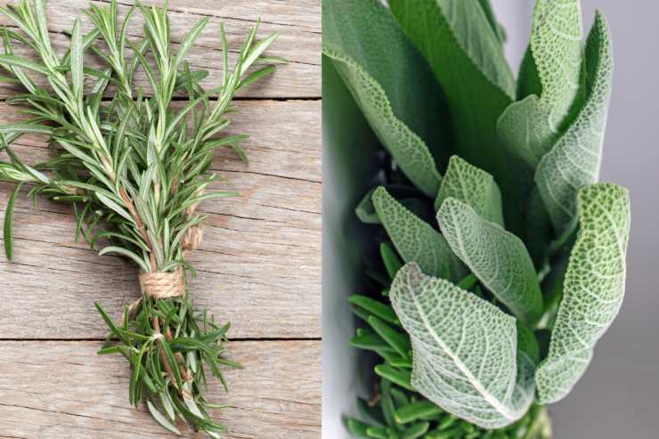 Una foto con a sinistra il rosmarino ed a destra la salvia