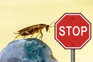 Una blatta vista da vicino ed accanto un cartello stradale di Stop
