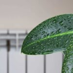 Foglia bagnata davanti termosifone