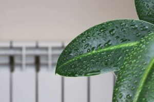 Foglia bagnata davanti termosifone