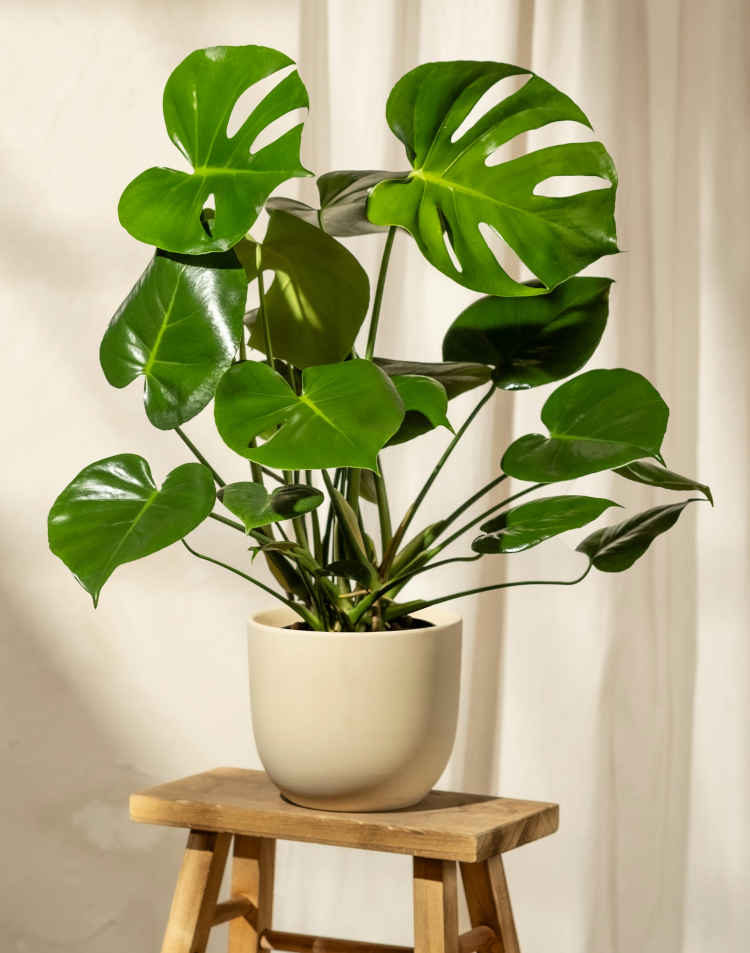 Primo piano di pianta in vaso beige su sgabello in legno