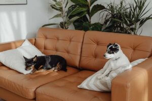 Divano marrone con sopra due cani