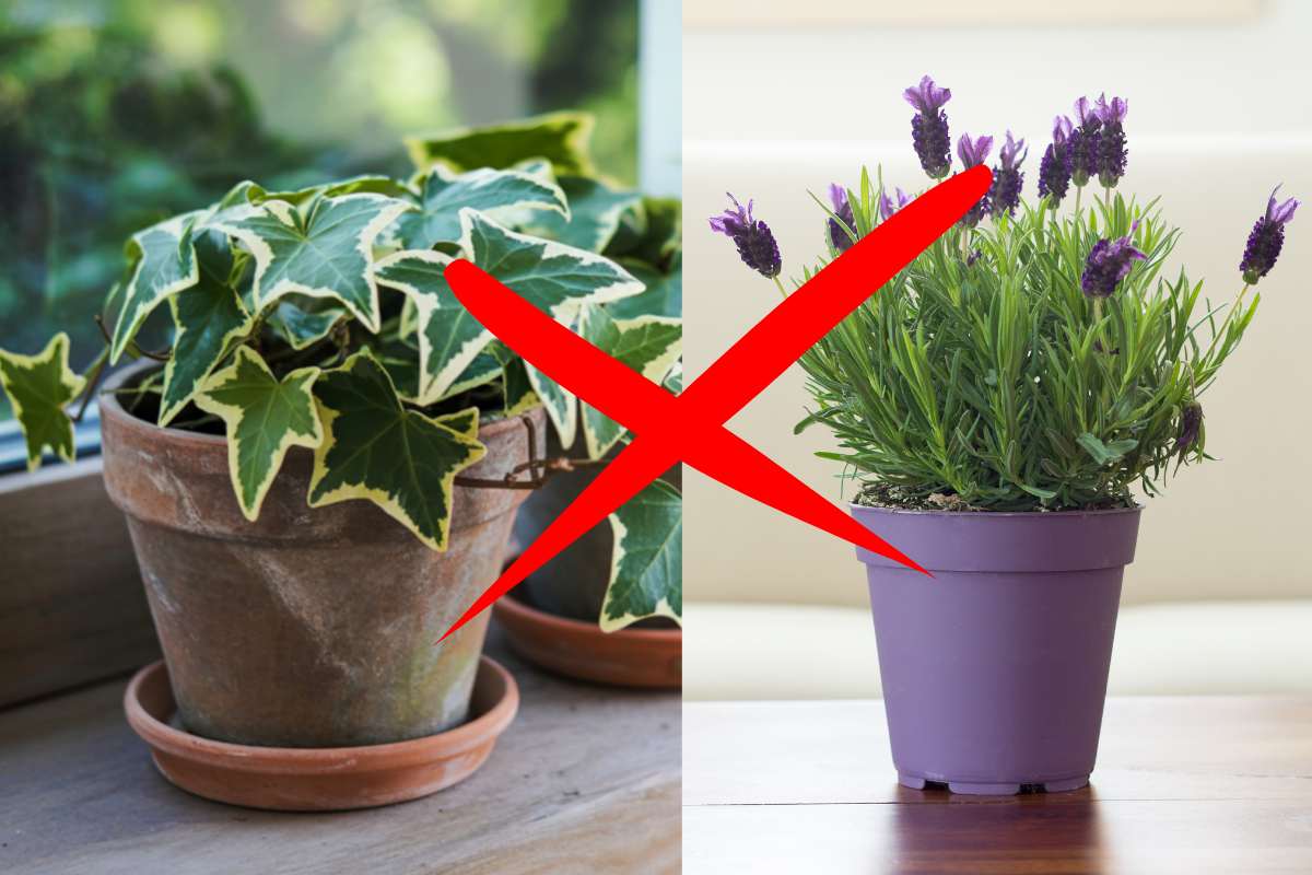 Una pianta di edera a sinistra e una pianta di lavanda sulla destra ed una croce al centro