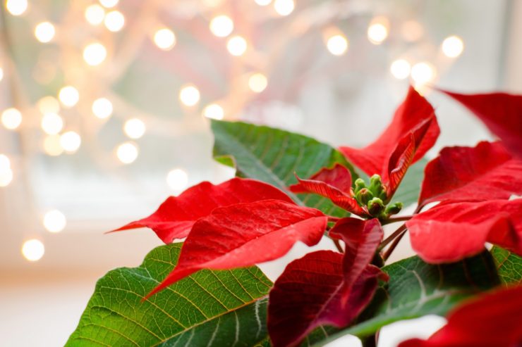Una pianta della stella di natale ed uno sfondo di lucine
