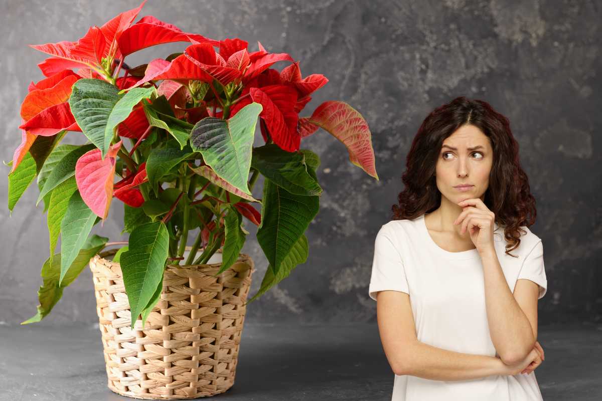Una pianta della stella di natale ed una donna pensierosa che la osserva