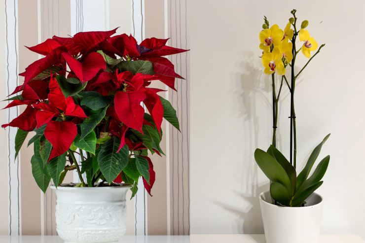 Due piante tipiche del natale a sinistra al stella di Natale ed a sinistra un orchidea