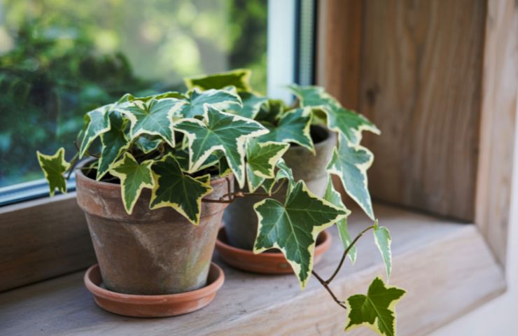 Una pianta di edera dentro un vaso