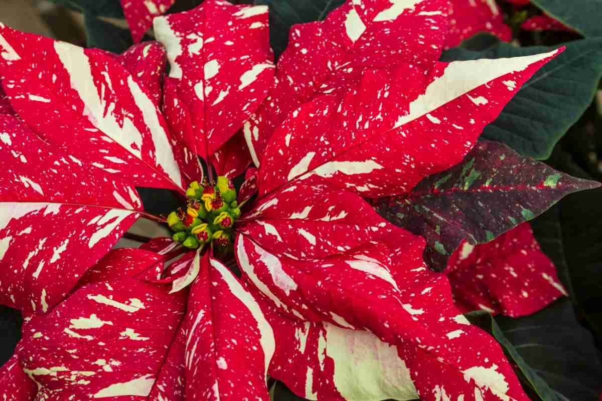 una stella di Natale screziata vista da molto vicino