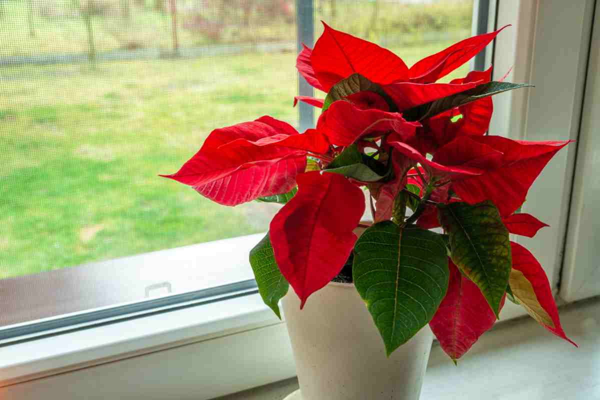 Stella di Natale davanti alla finestra secondo il Feng Shui