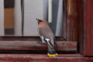 Uccello sul cornicione di una finestra