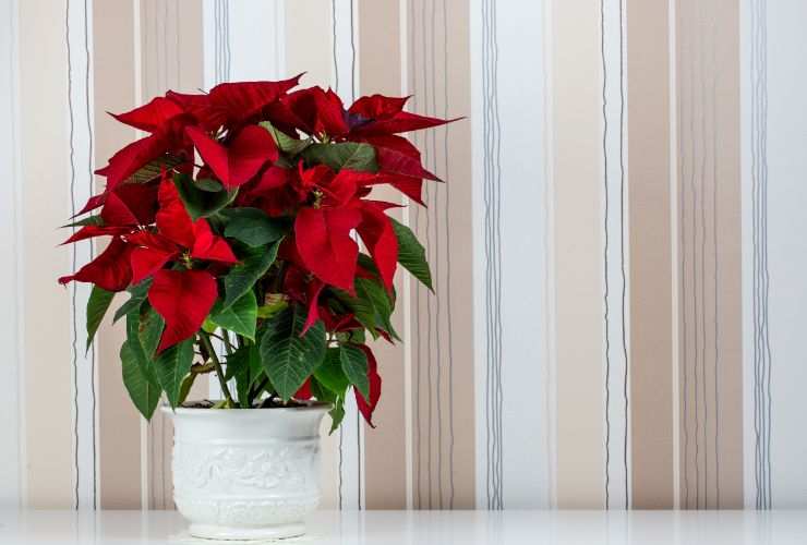 stella di natale appoggiata su mobile bianco