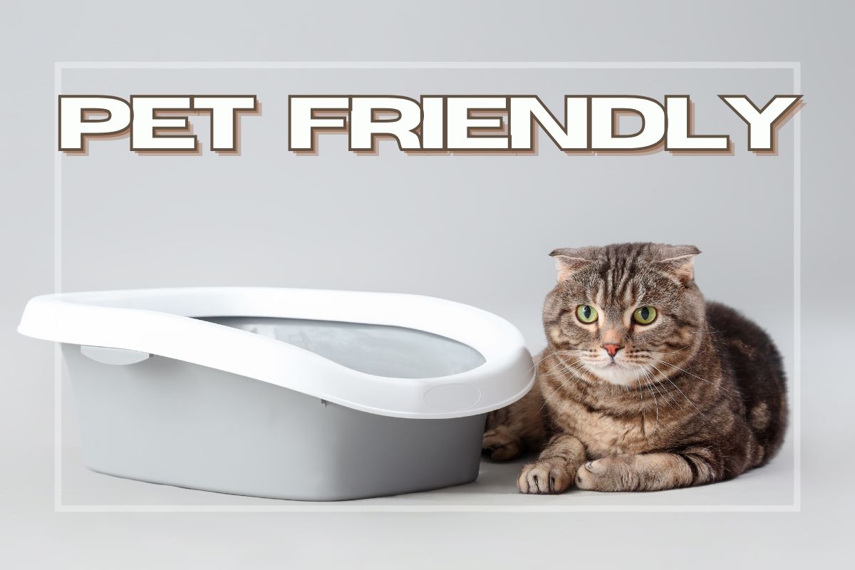 Gatto con lettiera su sfondo grigio