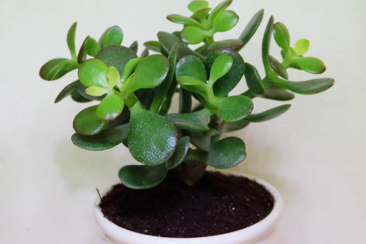 crassula