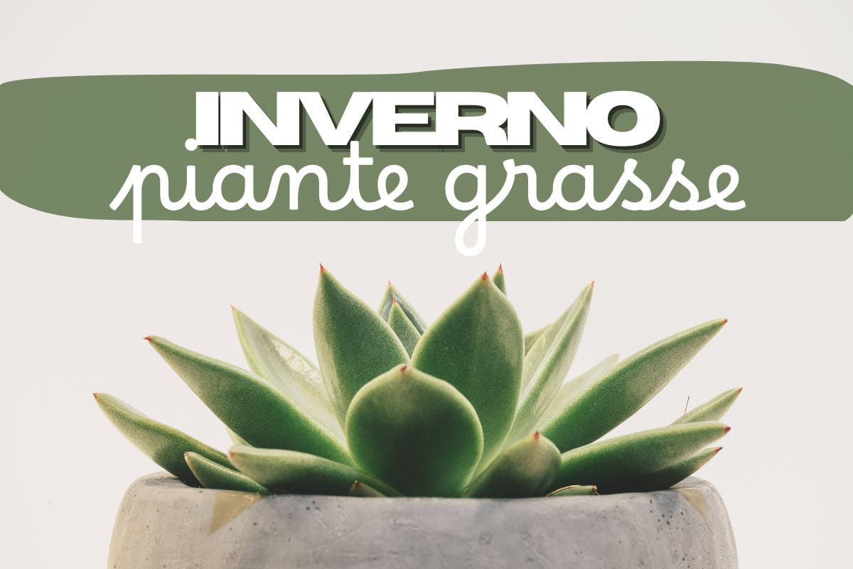 primo piano pianta grassa