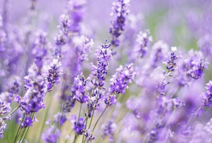 pianta lavanda in giardino
