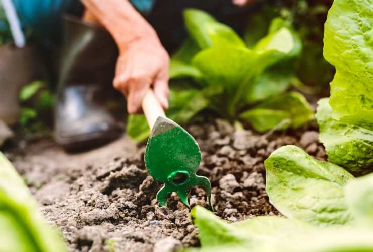 donna che pianta in giardino