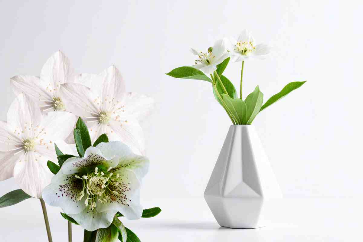 ellebori in vaso e altri fiori sfusi