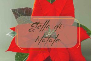 fiore della stella di natale rossa con sfondo verde, con scritta