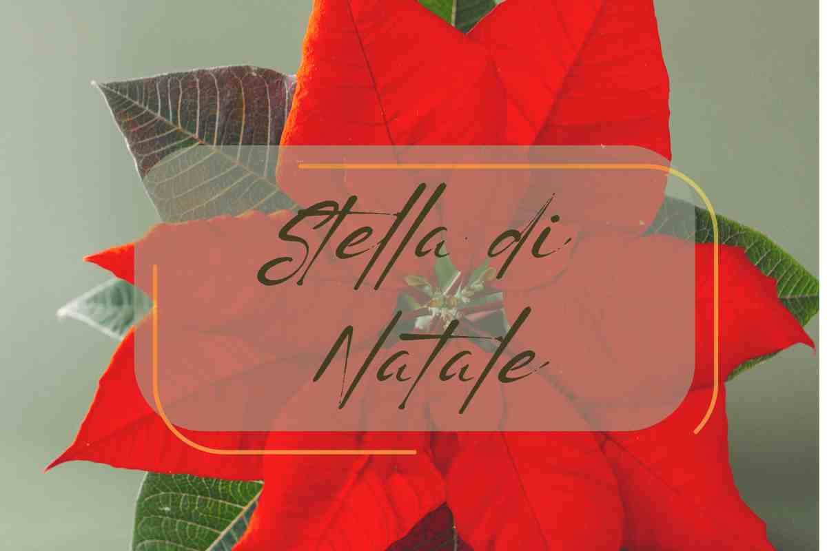fiore della stella di natale rossa con sfondo verde, con scritta