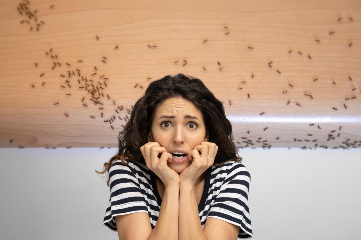 Delle formiche su un mobile di casa ed una donna spaventata in primo piano