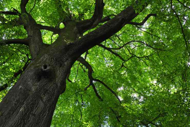 Una foto dal basso di una albero di Faggio