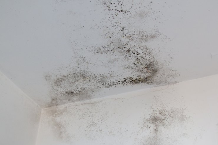 Delle tracce di muffa sul soffitto di una casa