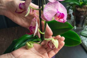 Una donna che tocca una sua pianta di orchidea