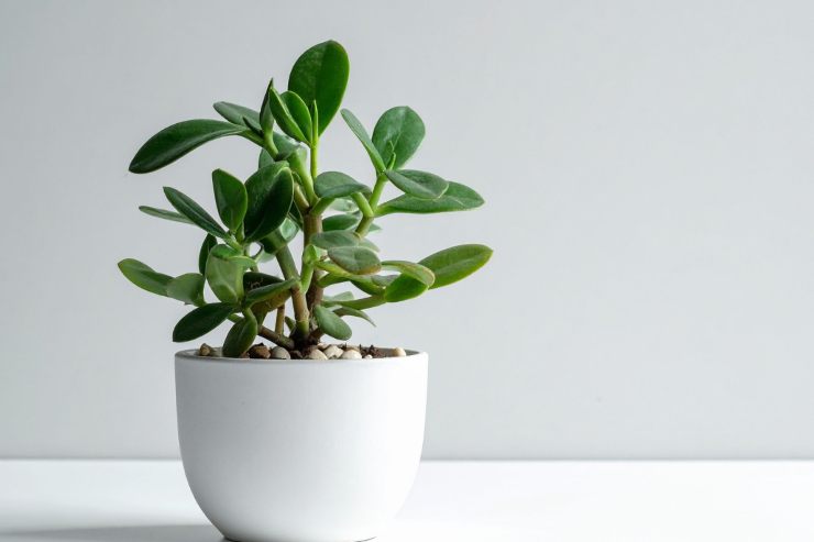 Una foto di una piantina