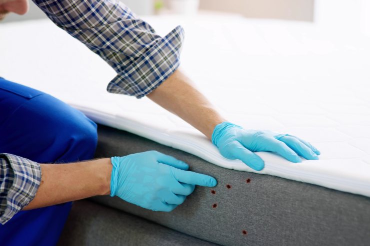 Un uomo con i guanti che ispeziona letto ed individua delle cimici
