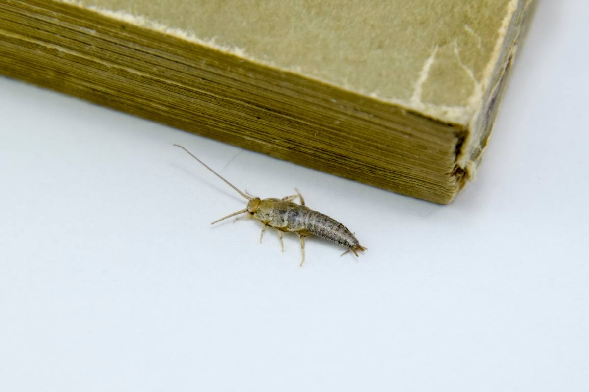 pesciolino d';argento e libro 