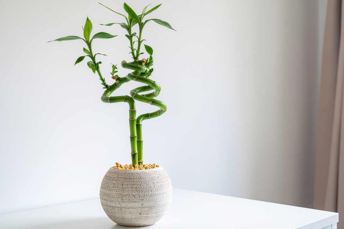 vaso bianco rotondo con dentro il bambu della fortuna
