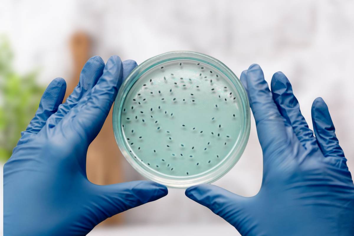 mani con guanti e provetta con batteri, sullo sfondo un tagliere