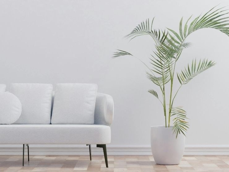 parete su cui è poggiato un divano bianco e una pianta in vaso
