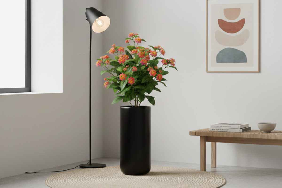 lantana in una salotto neutro