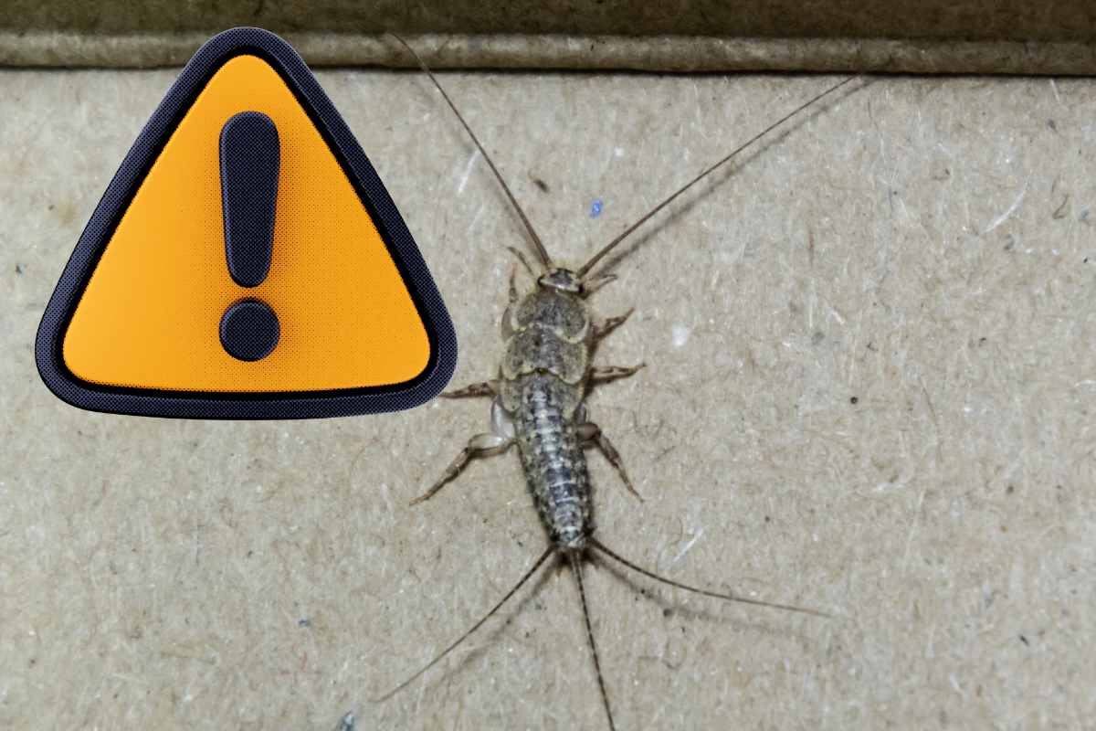 pesciolino d'argento e simbolo attenzione gialla
