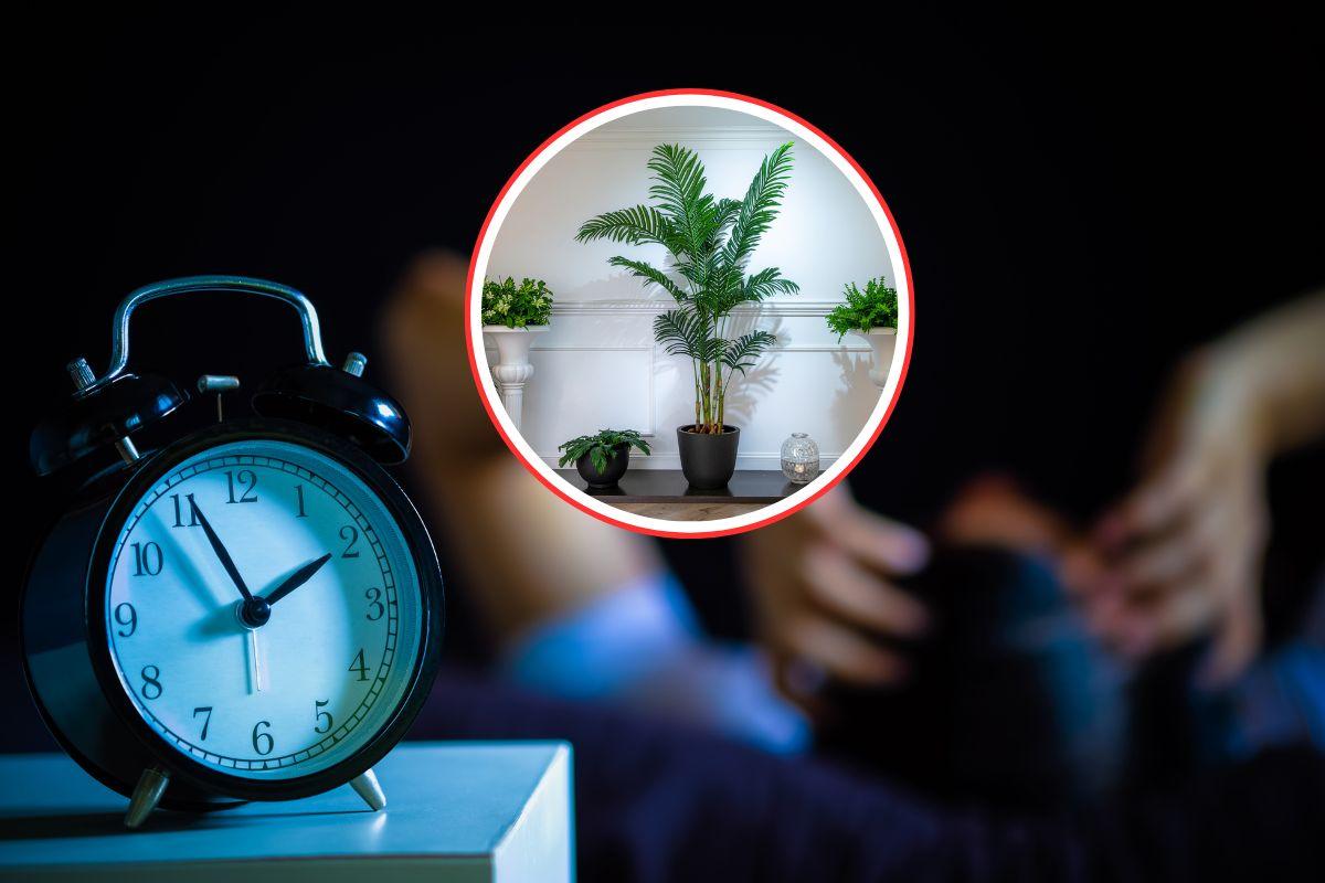 uomo che non riesce a dormire, sveglia impostata sulle 2 e in primo piano una serie di piante d'appartamento