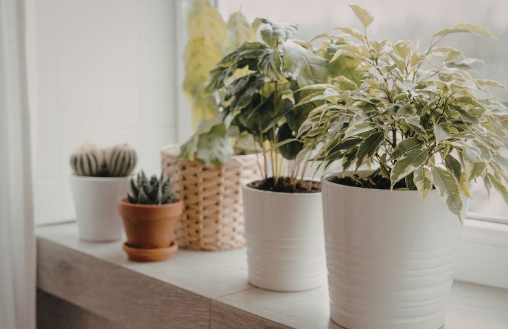 piante aromatiche in vaso appoggiate sul davanzale