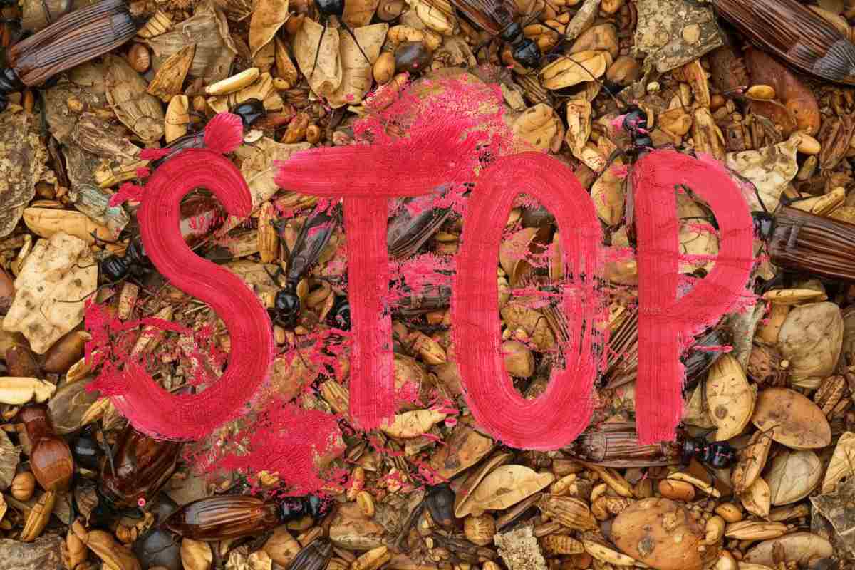 formiche e scarafaggi sullo sfondo con scritta stop in rosso