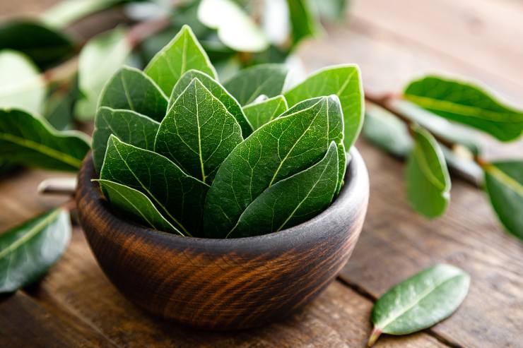 Una ciotola con dentro delle foglie di alloro