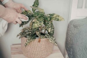 Un persona che pulisce una pianta attaccata da un parassita con un panno