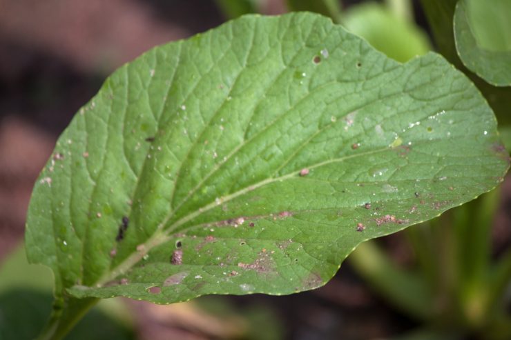 Una foglia con sopra della polvere